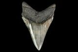 Serrated, Fossil Megalodon Tooth - Lower Tooth #145416-1